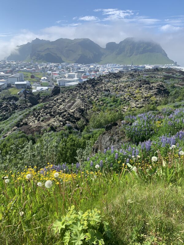 Westman Island and flowers