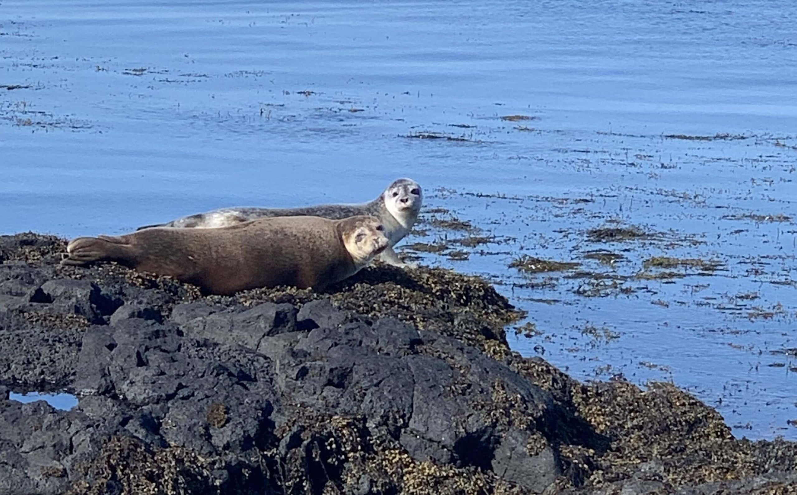 Seals on the coast of Ytri Tunga